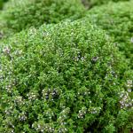 Aromatiques - Thym ordinaire - face recto